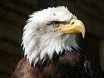 bald eagle, eagle, raptor, beak, feathers, animal world, plumage, eagle portrait, eagle profile, portrait, profile, ave, avian, ornithology, bird watching, bird photography, close up, eagle, eagle, eagle, profile, profile, profile, profile, profile